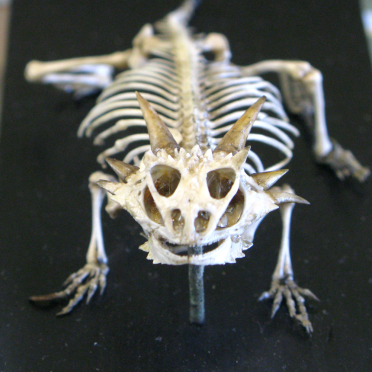 horned lizard