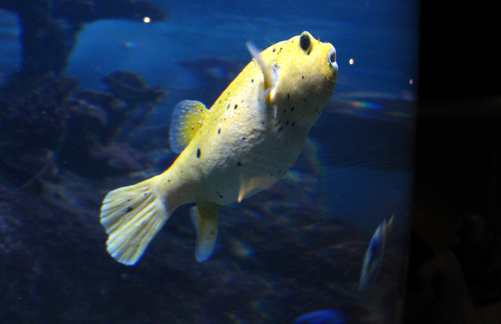 fish