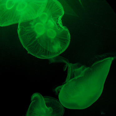 jellies