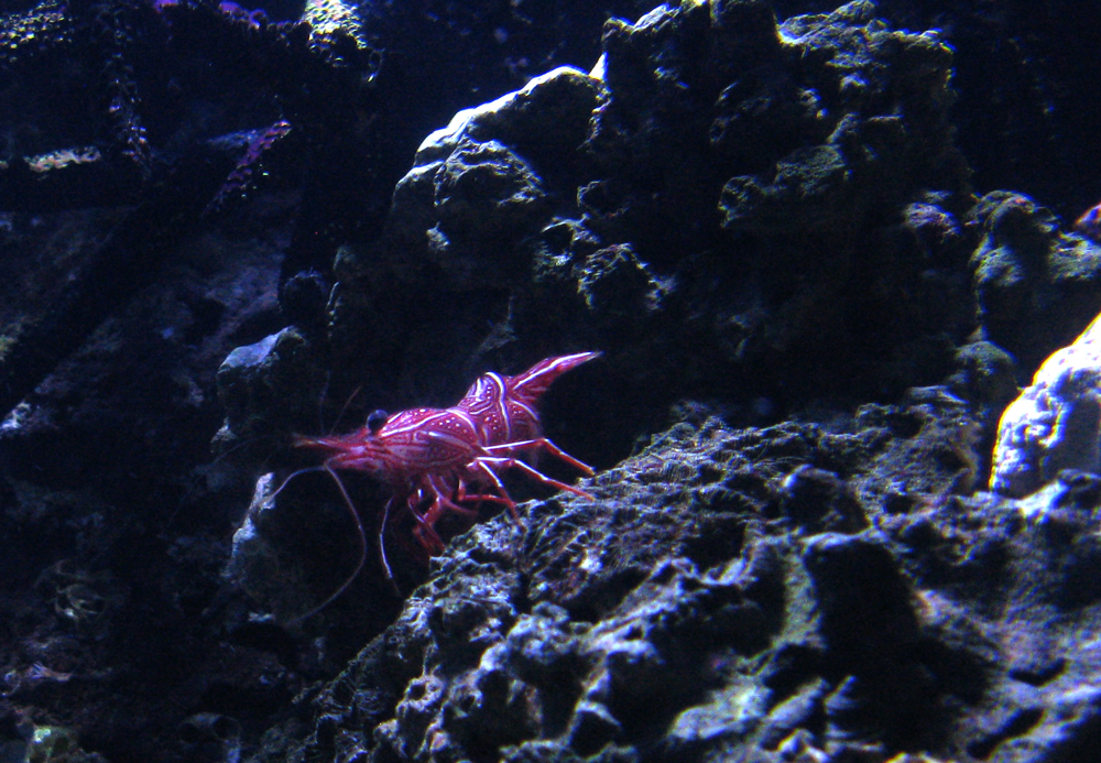 crawlie!