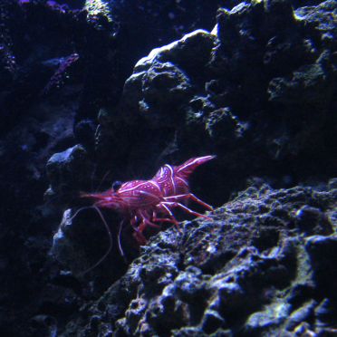 crawlie!