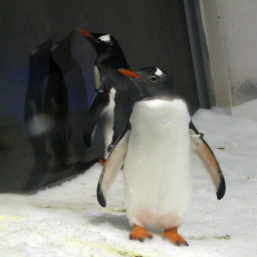 waddle, waddle