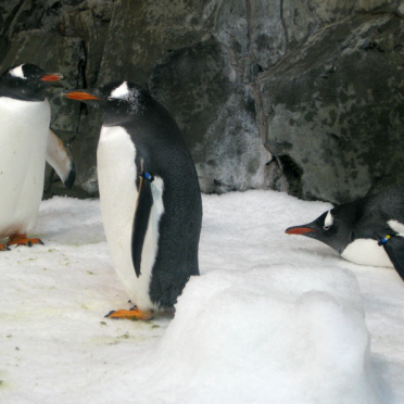 waddle!