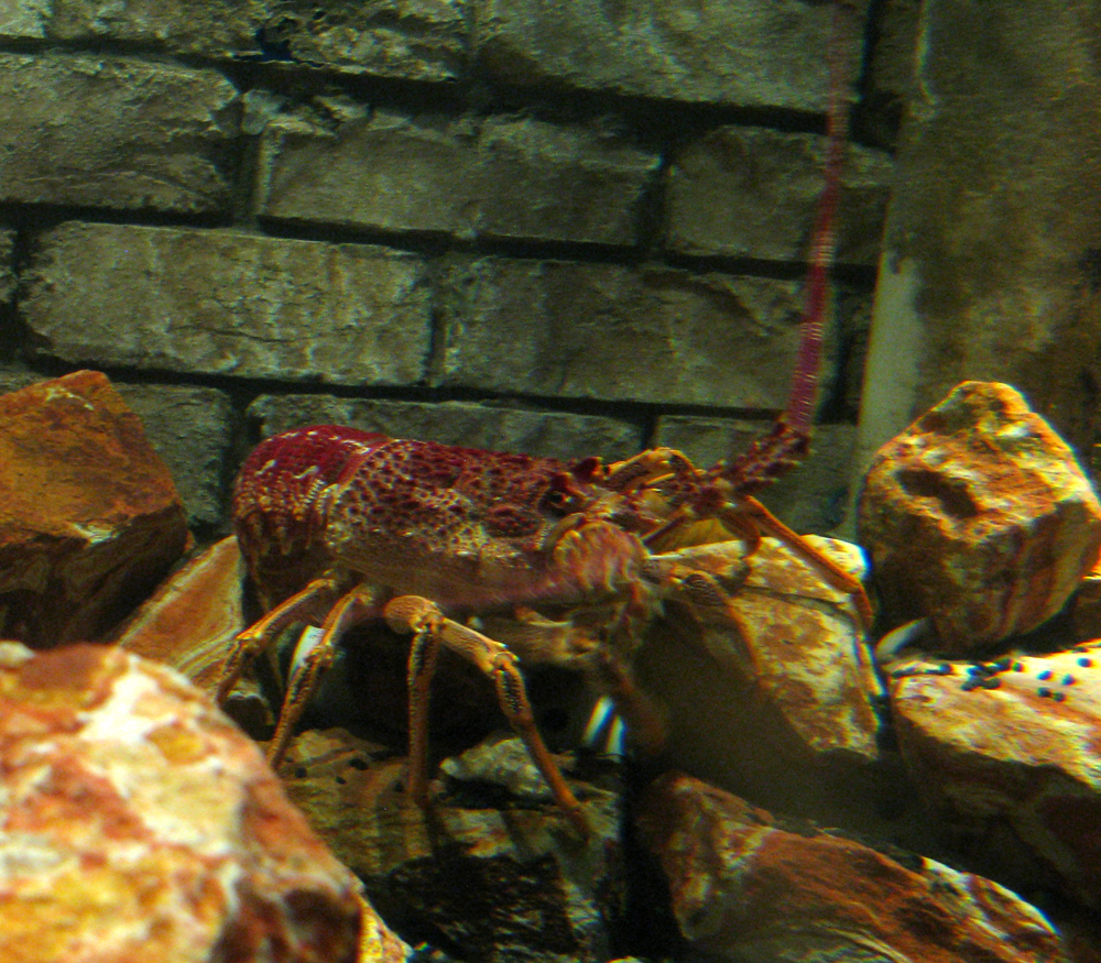 crustaceans 