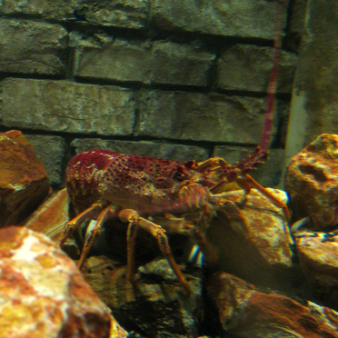 crustaceans 
