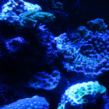 coral