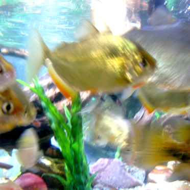 fishy