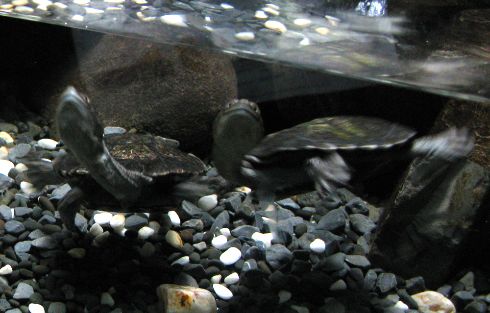 turtle