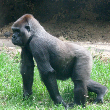 gorilla