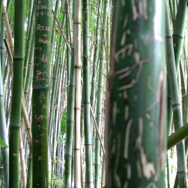 bamboo