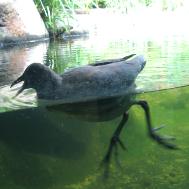 bird