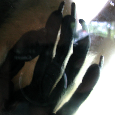 gibbon toes