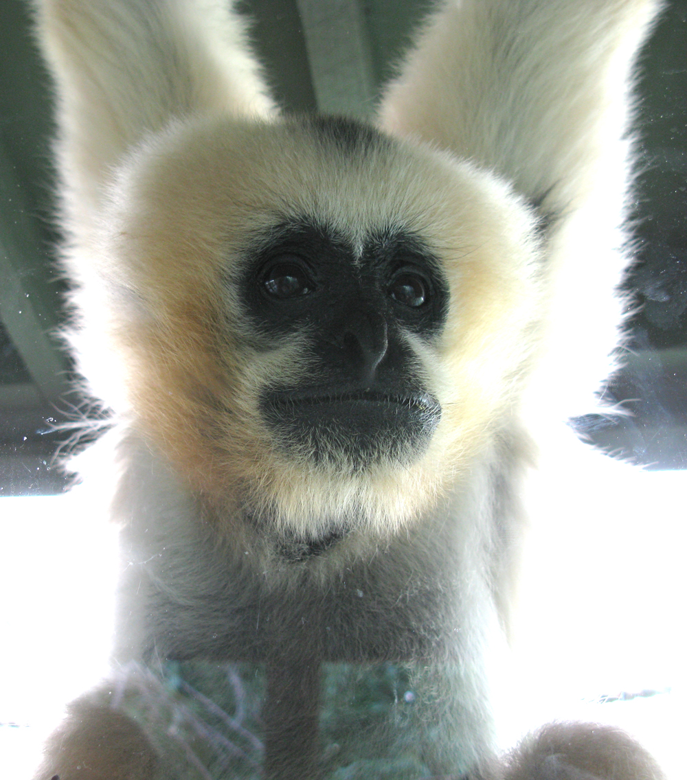 white-cheeked gibbon