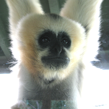 white-cheeked gibbon
