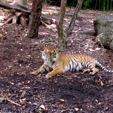 sumatran tiger