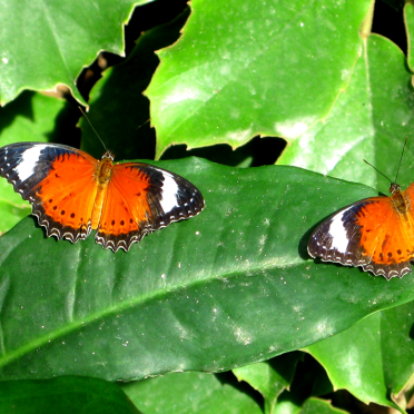lepidoptera