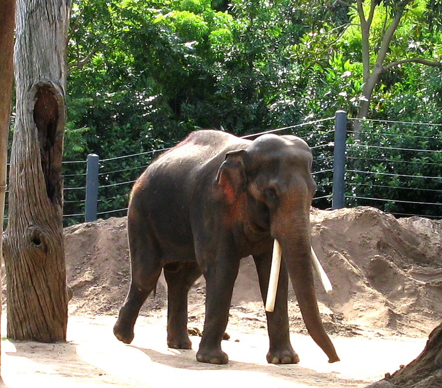 elephant