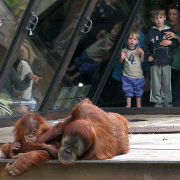 orang utan