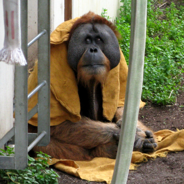 orang utan