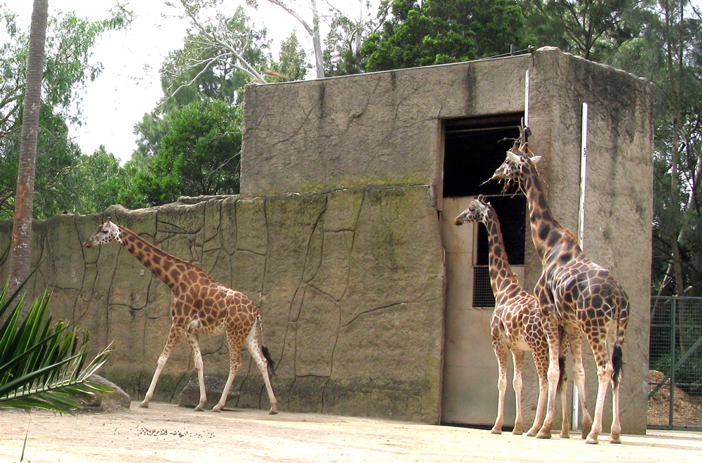 giraffes