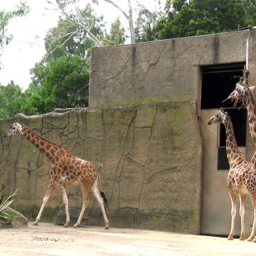 melbourne zoo