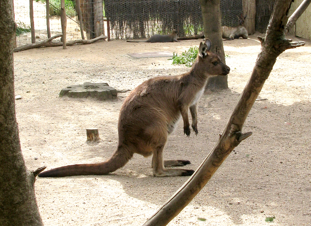 roo!
