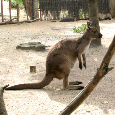 roo!