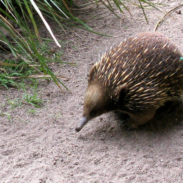 echidna