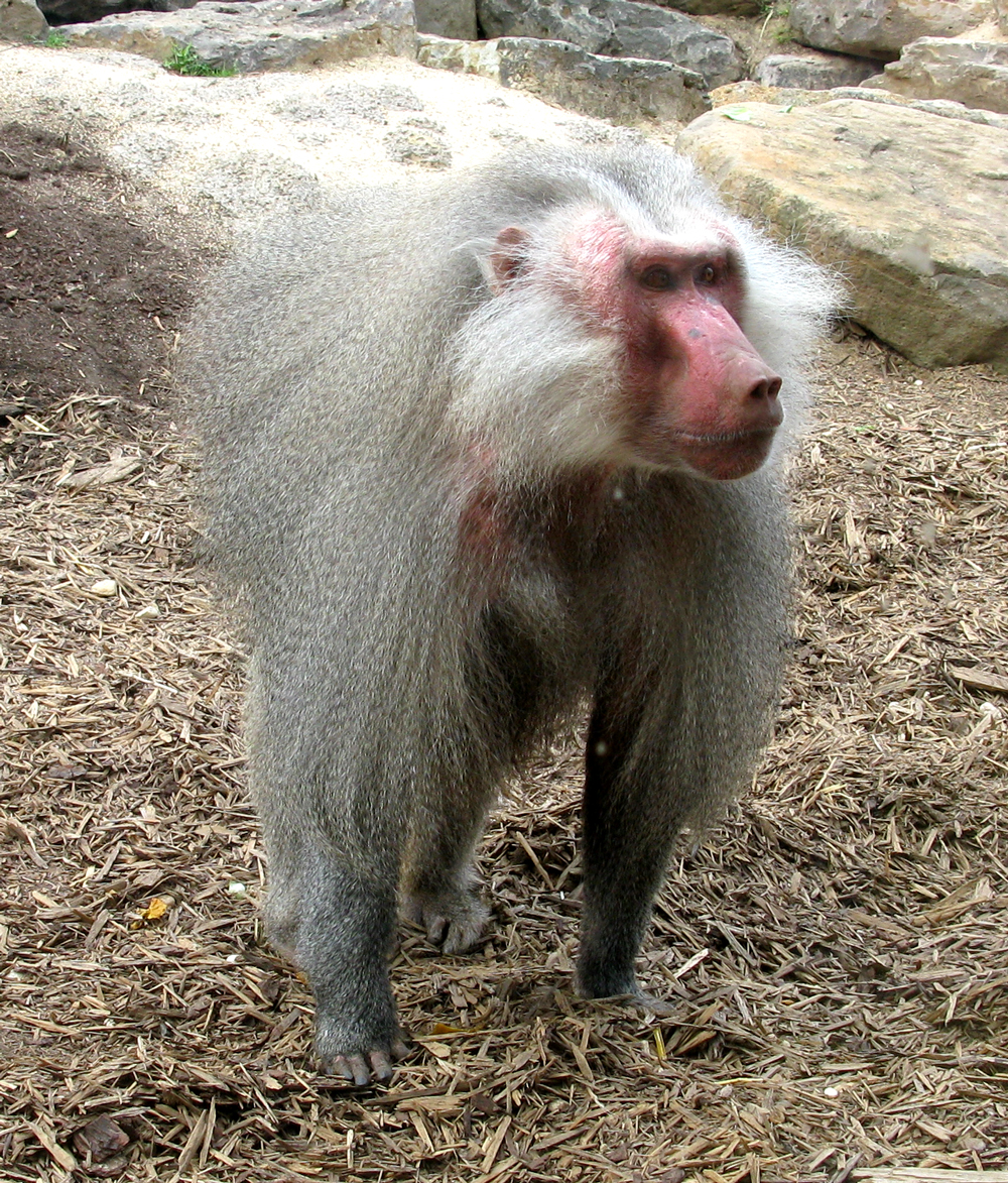 baboon