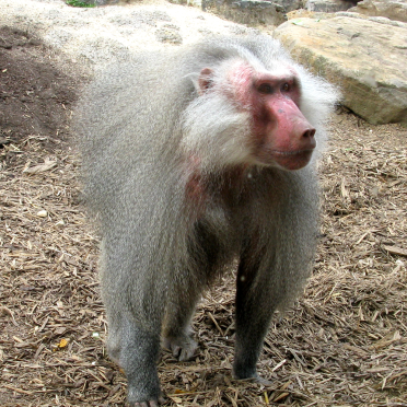 baboon