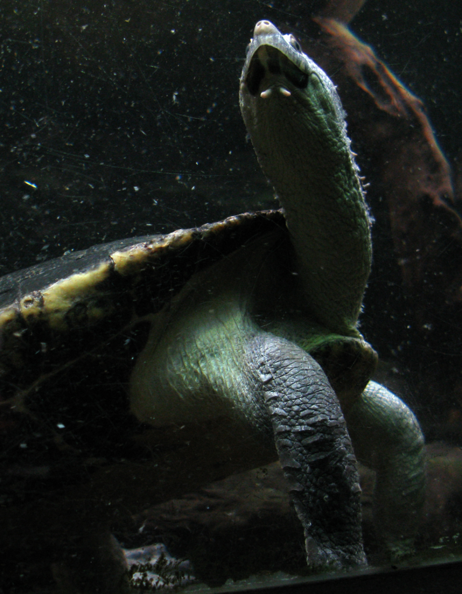 turtle