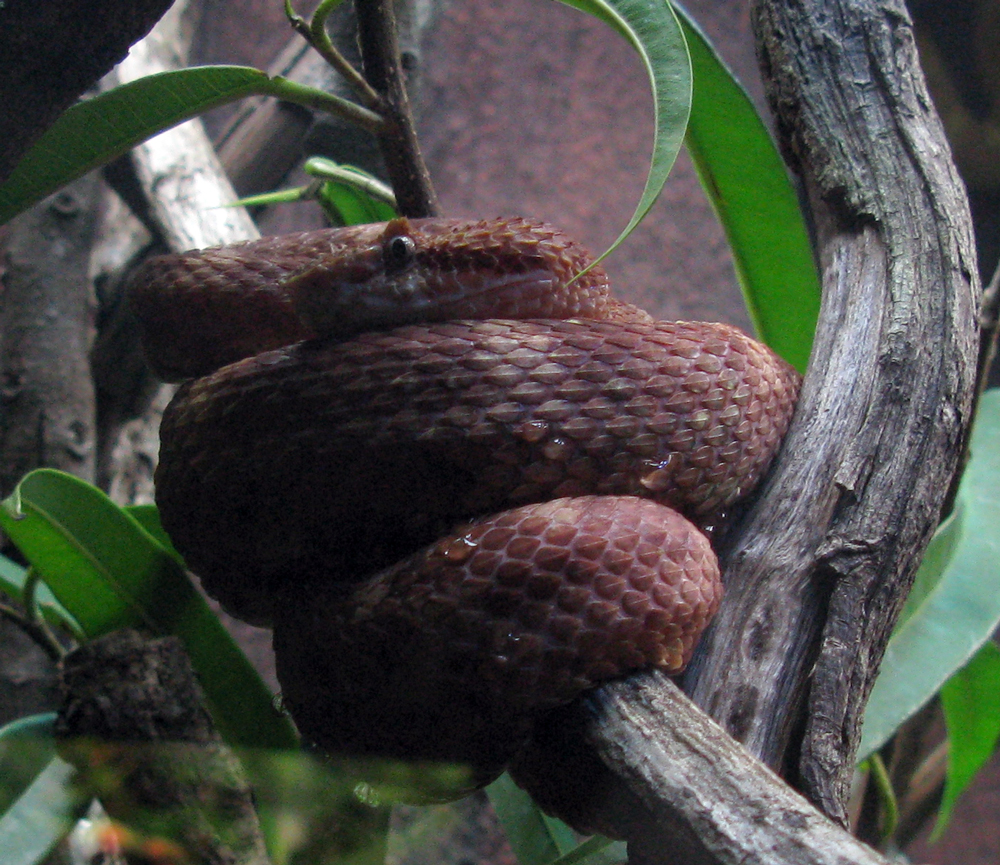 snake