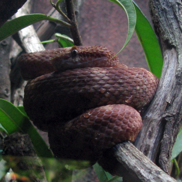 snake