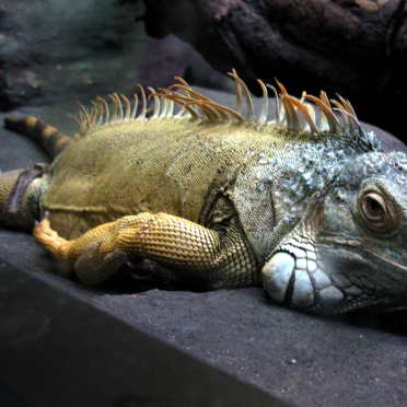 lizard