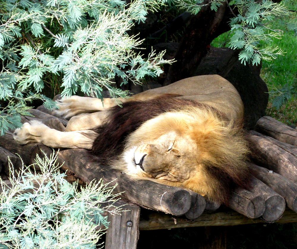 lion