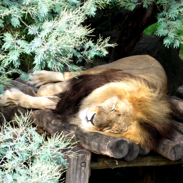 lion
