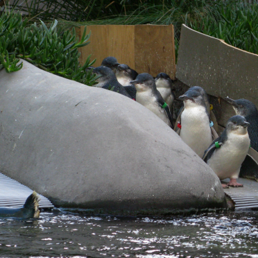penguins!