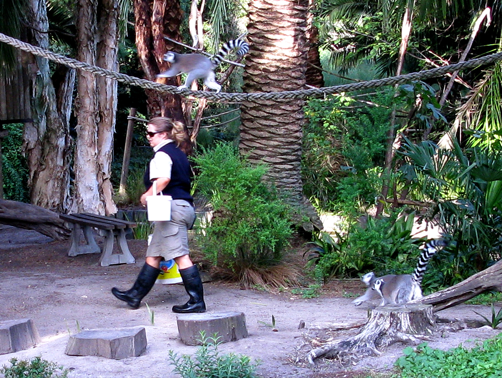 lemurs