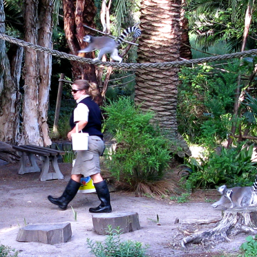 lemurs