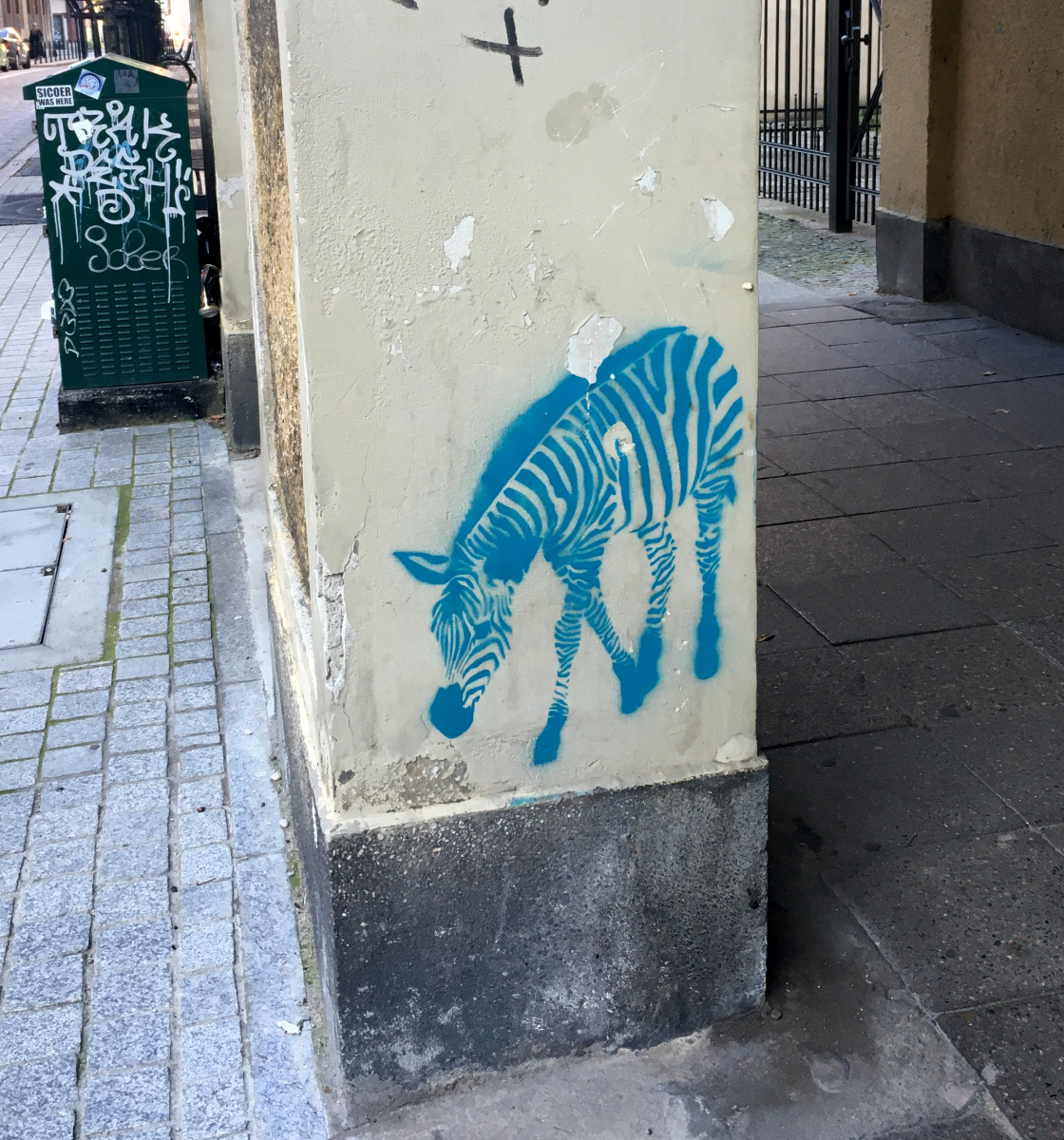 zebra