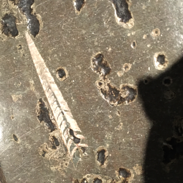 fossil cephalopod, belemnite flagstone
