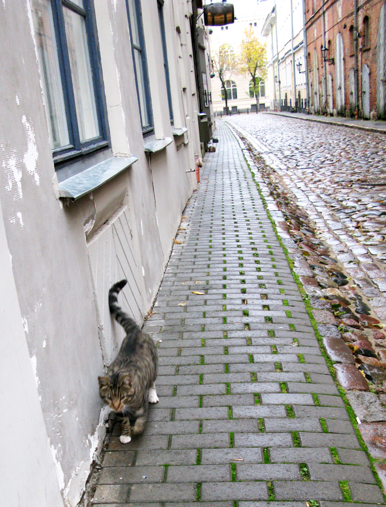 kitty