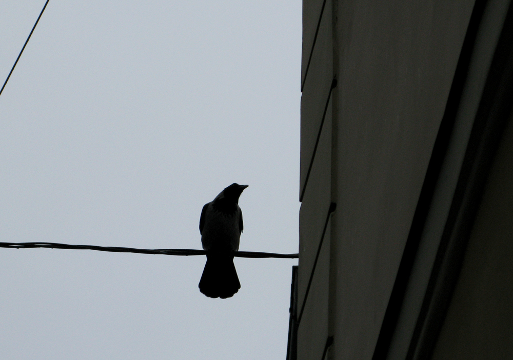 bird on a wire