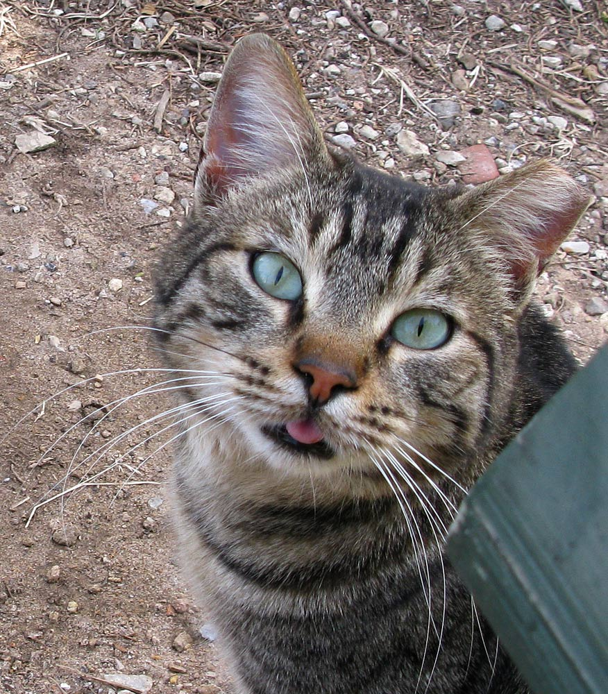 AUB kitty