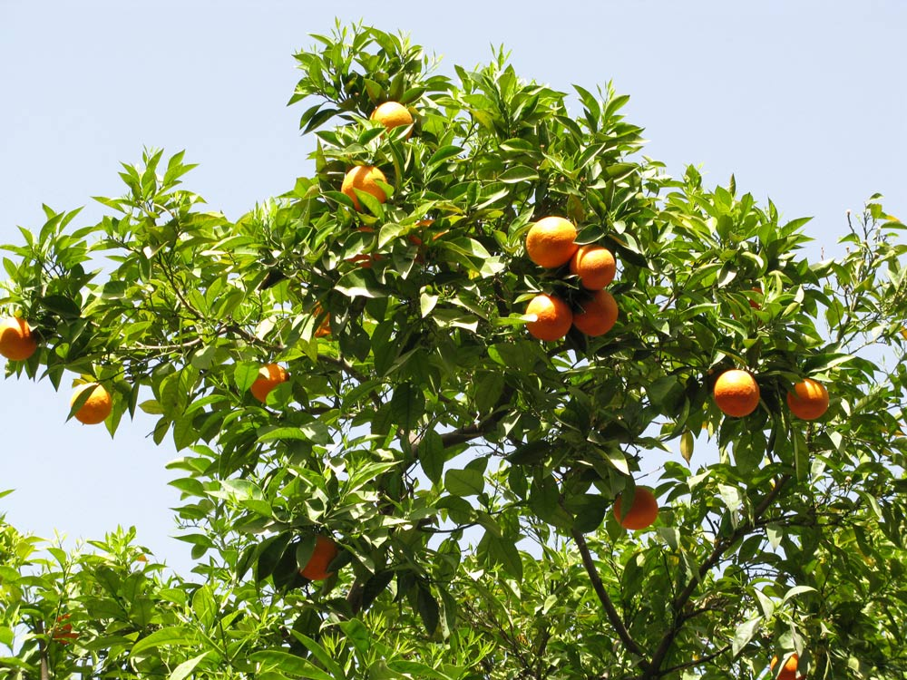 oranges