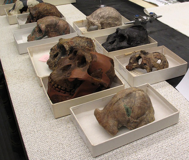 skulls