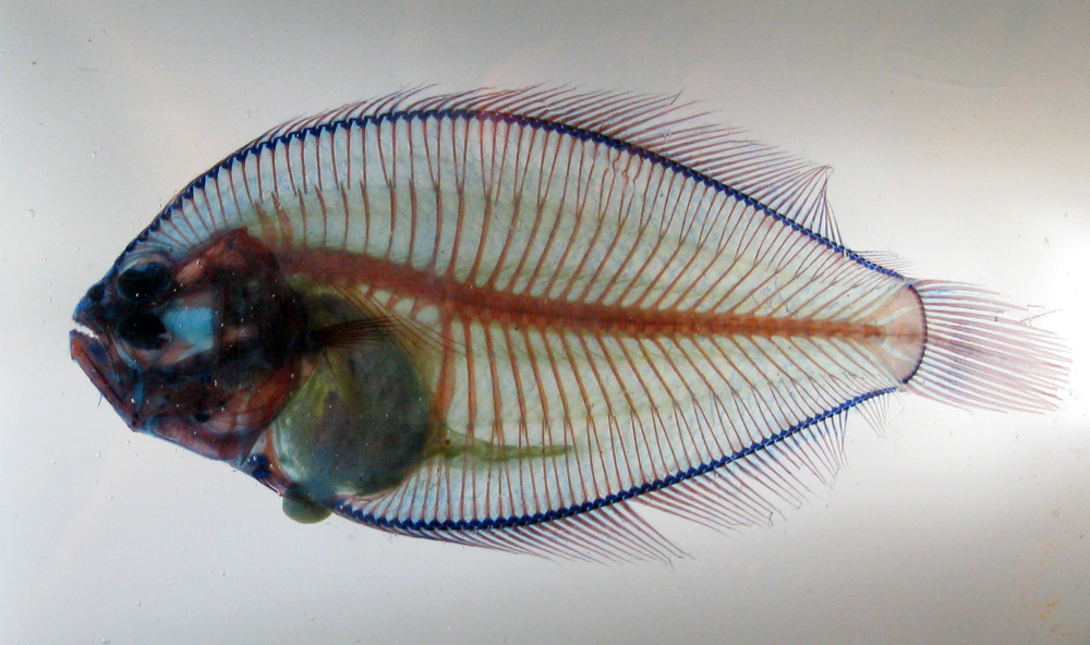 fish