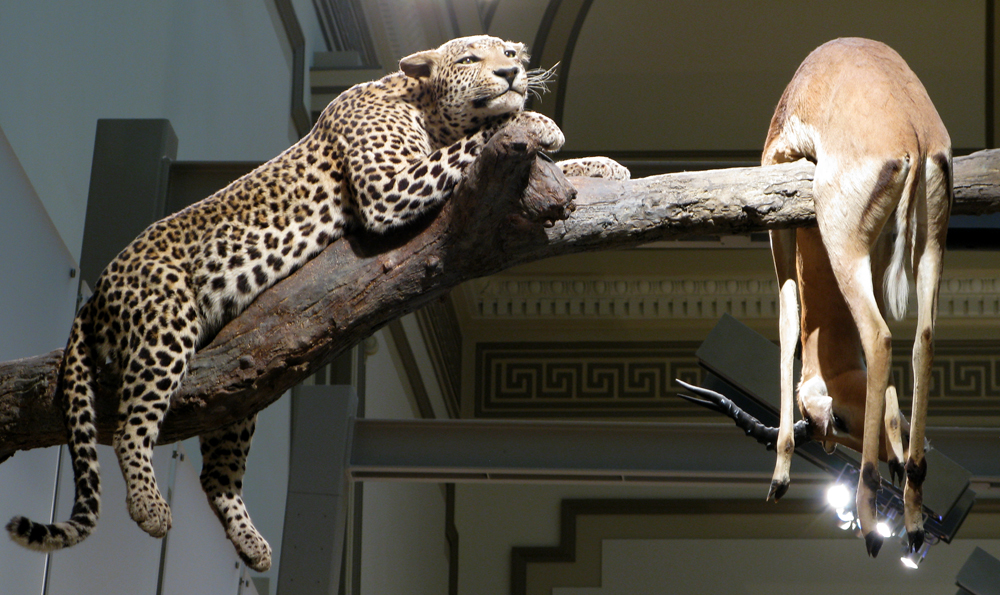 hall of mammals