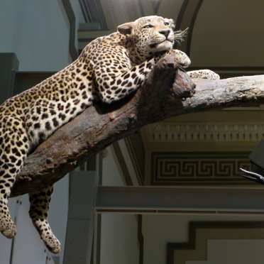 hall of mammals