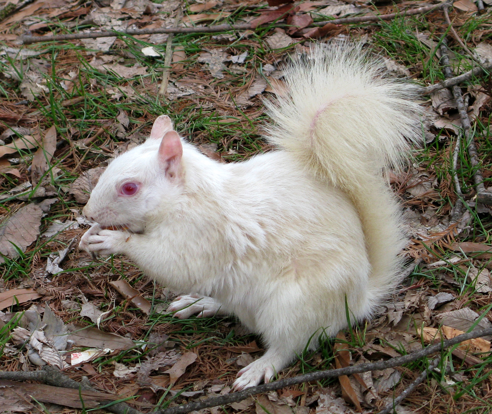 albino squirrel